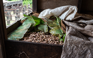 Drying Coco Beans